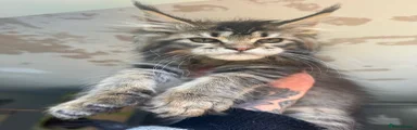 Maine Coon Kitten 3