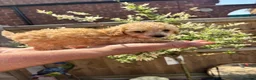 Toy Poodle dogs for sale: Beautiful Litter of Toy Poodle Pups  - Advert 9