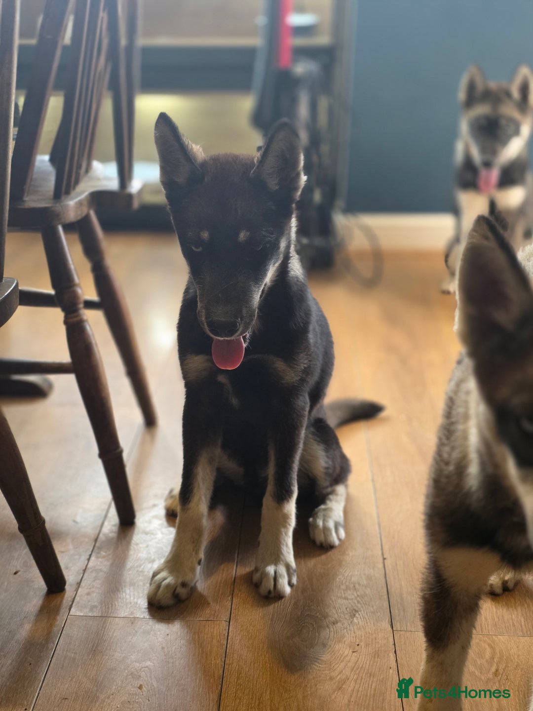 Siberian Husky dogs for sale: Agouti Coat Pedigree Siberian Husky Puppies - Image 16
