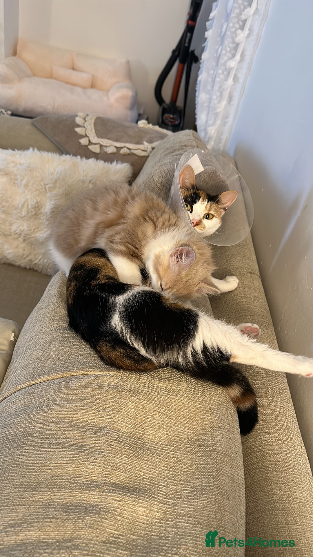 Mixed Breed cats for sale: Beautiful and affectionate 1 year old male - Advert 4