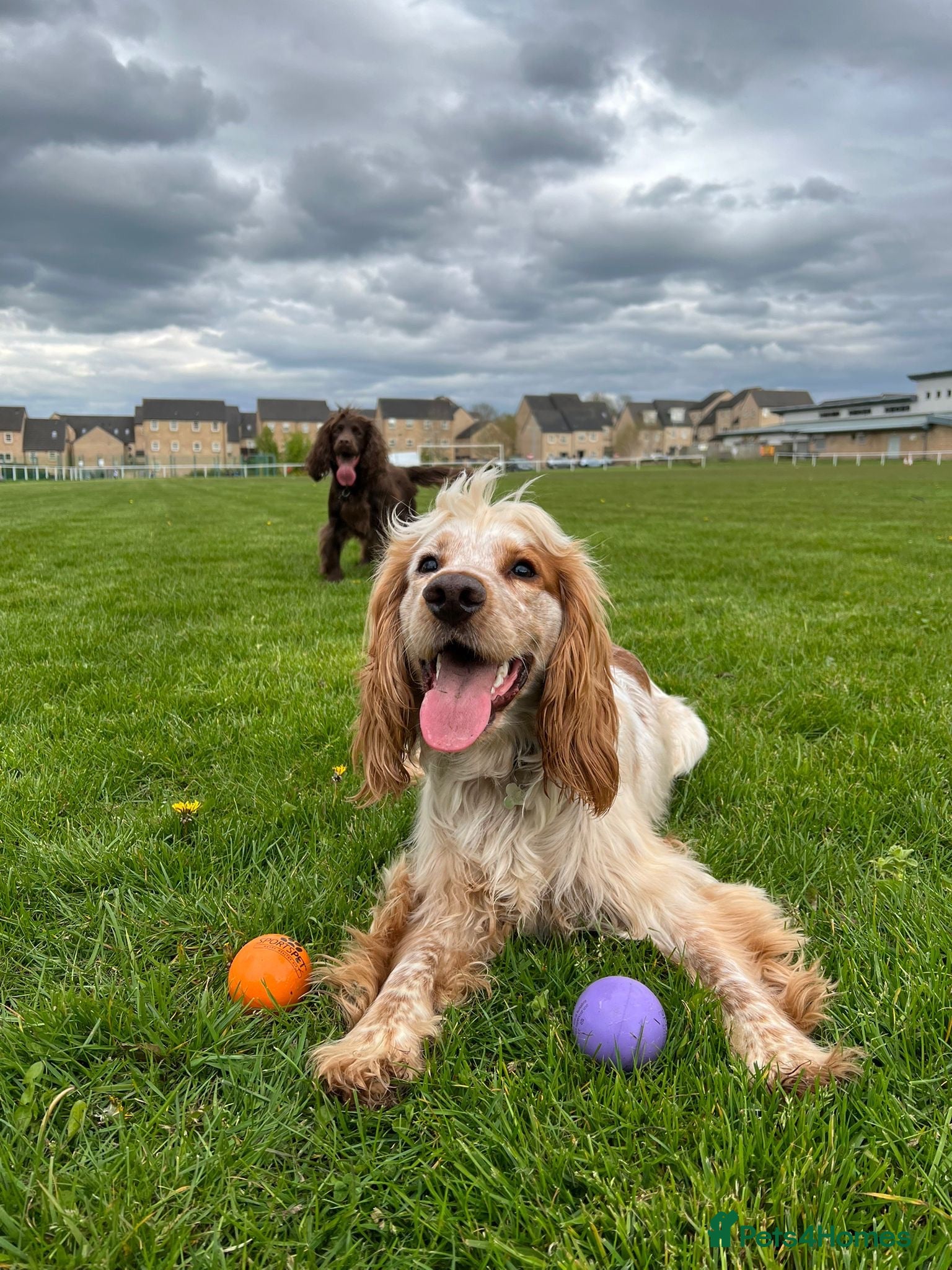 Cocker Spaniel dogs Ralf - 3 year old cocker spaniel - Advert 4