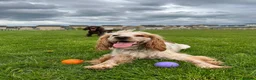 Cocker Spaniel dogs for sale: Ralf - 3 year old cocker spaniel - Advert 1