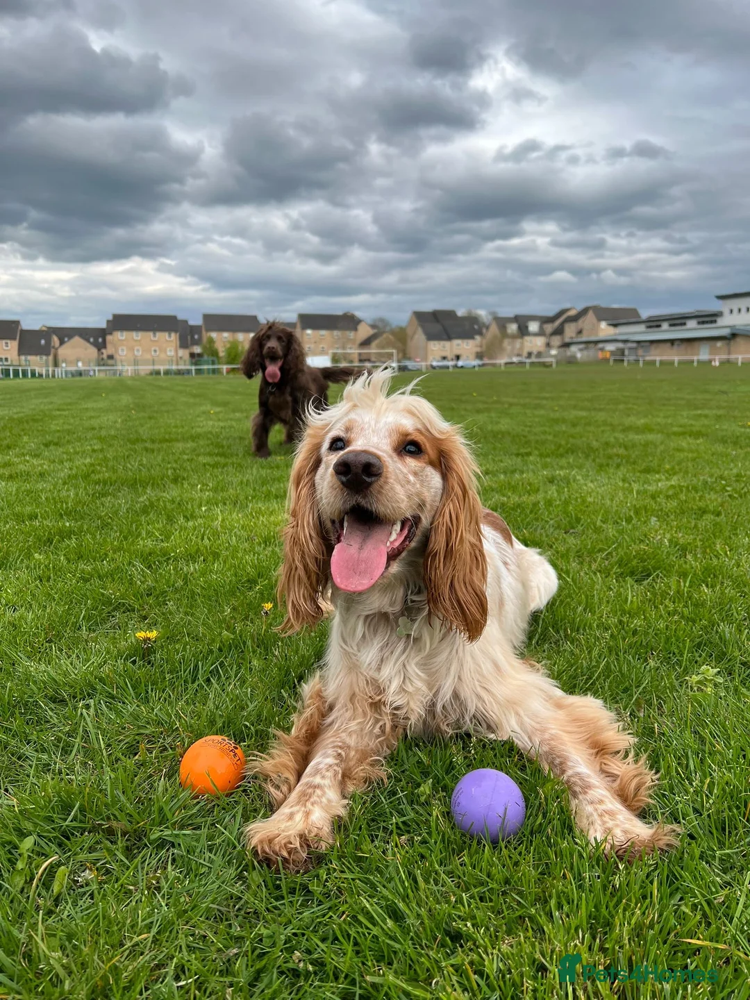 Cocker Spaniel dogs for sale: Ralf - 3 year old cocker spaniel - Advert 1