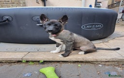 Huskita dogs for sale: Adorable akita x husky puppies for sale in Chatham - Image 4