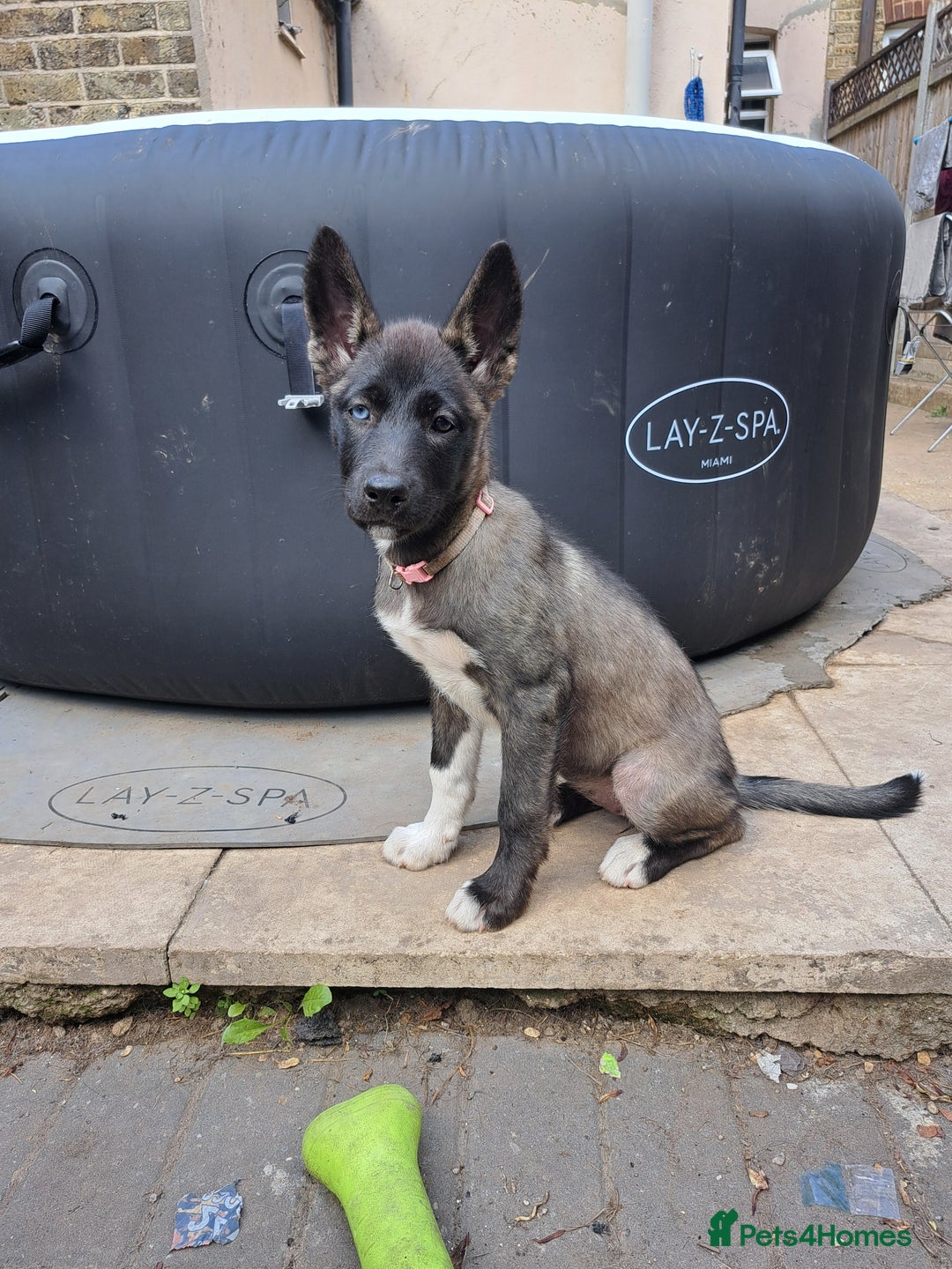 Huskita dogs for sale: Adorable akita x husky puppies for sale in Chatham - Image 4