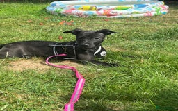 Mixed Breed dogs for sale: Beautiful puppy nova  - Image 1