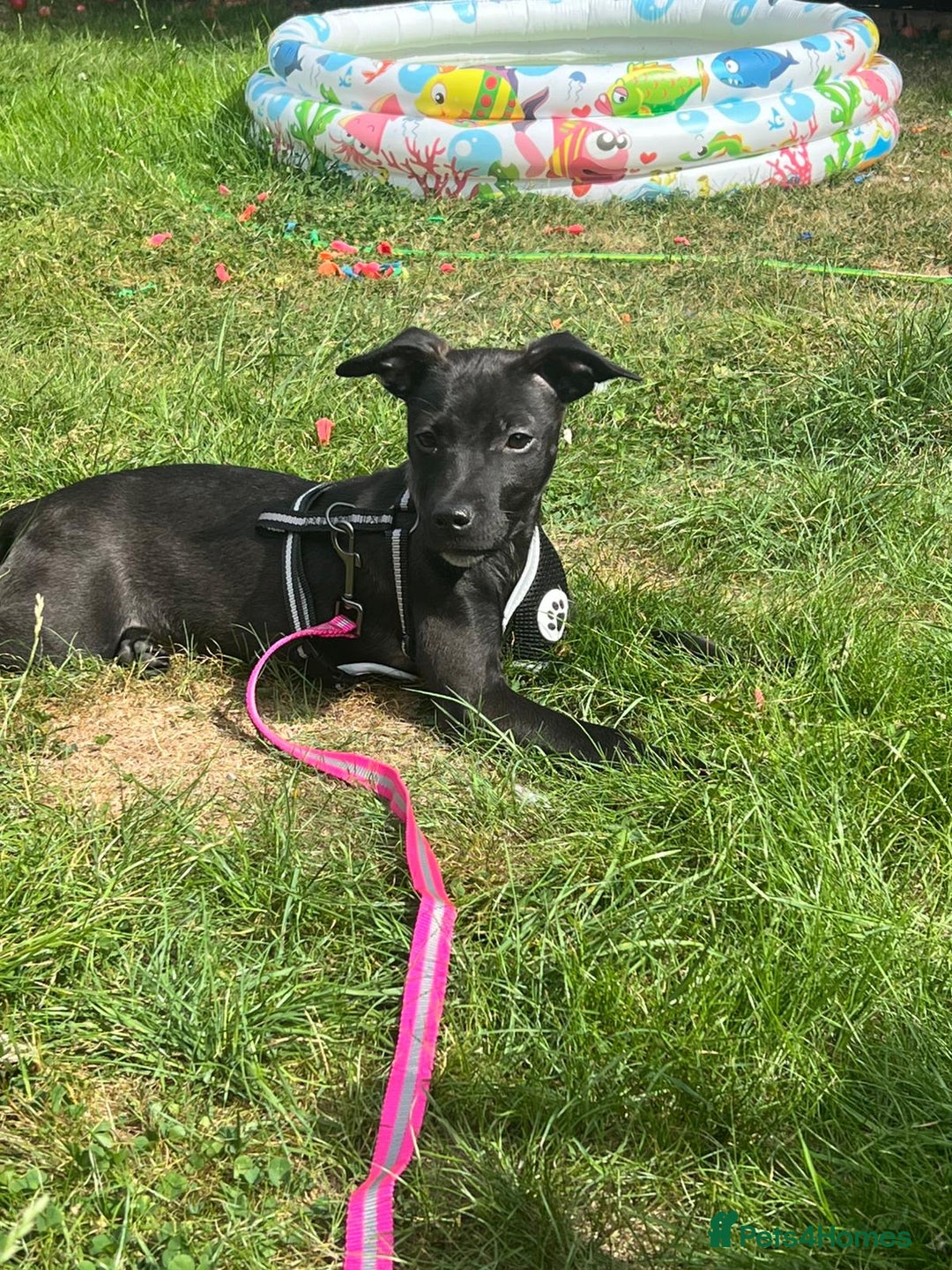 Mixed Breed dogs for sale: Beautiful puppy nova  - Image 1