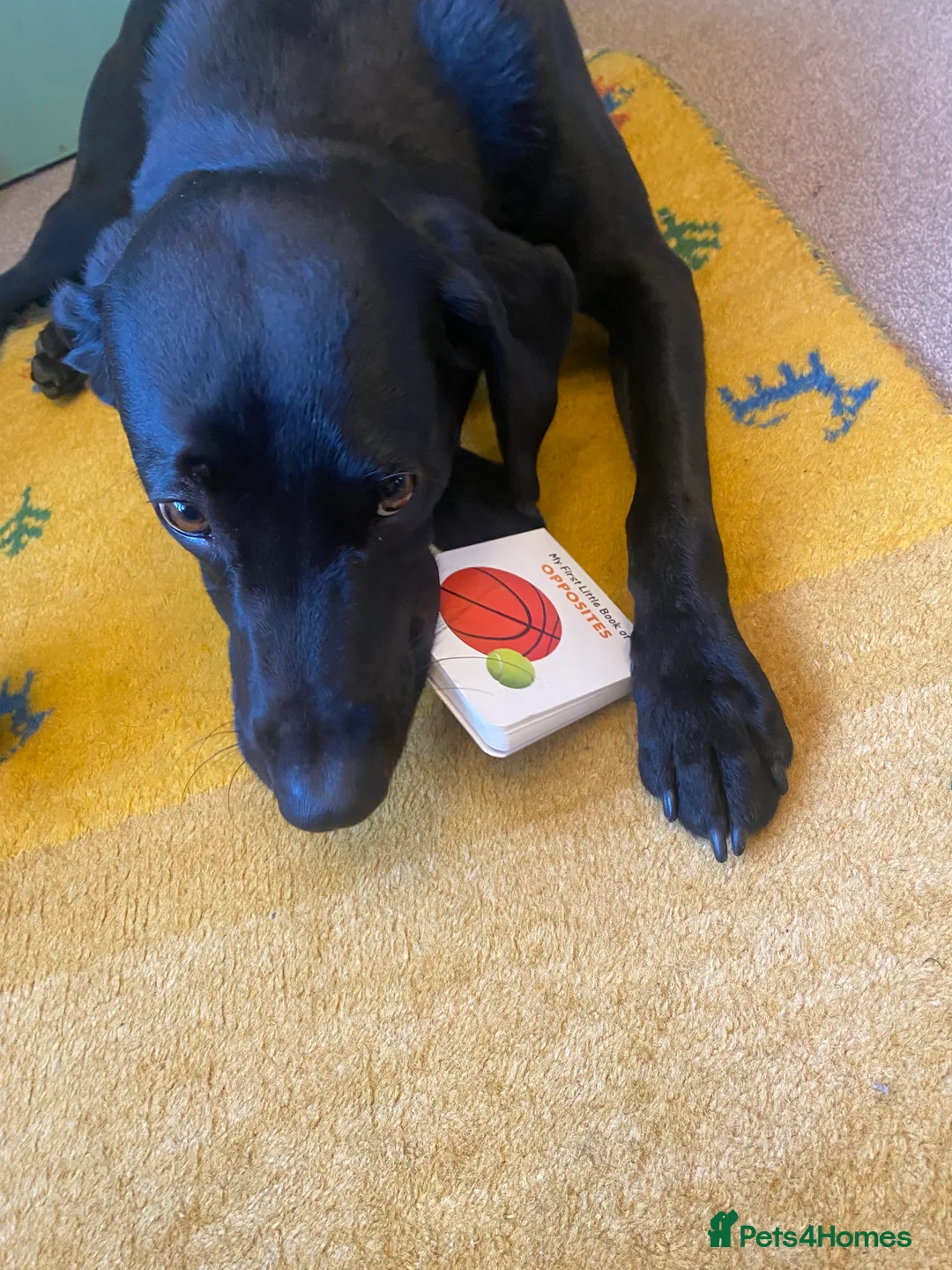 Labrador Retriever dogs for stud: Pip- Purebred Black Labrador Retriever  - Advert 10