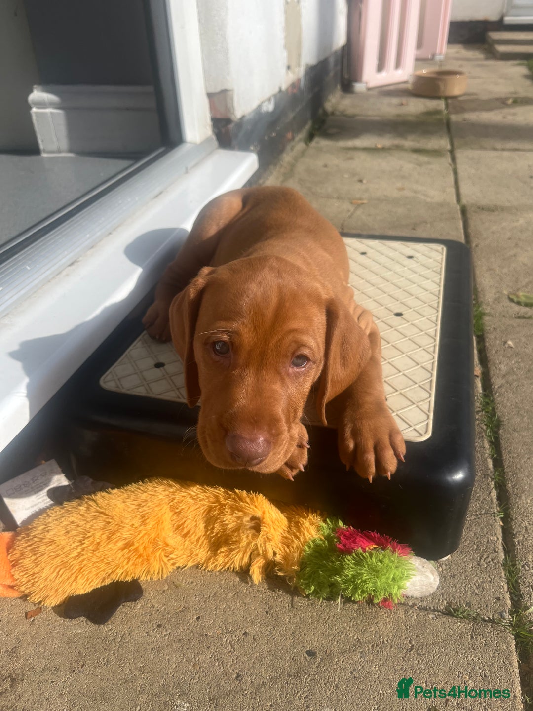Hungarian Vizsla dogs for sale: Hungarian Vizsla puppies   - Image 20