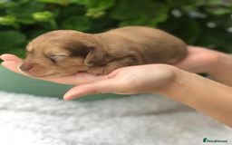 Miniature Dachshund dogs for sale: Cream Miniature Long-Haired Dachshund Puppies - Image 7