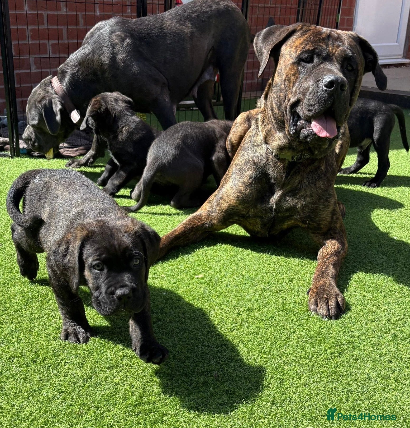 Mixed Breed dogs READY NOW 🔥CANE CORSO X PRESA CANARIO(F1) PUPS🔥  - Advert 12