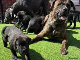 Mixed Breed dogs READY NOW 🔥CANE CORSO X PRESA CANARIO(F1) PUPS🔥 - Advert 15