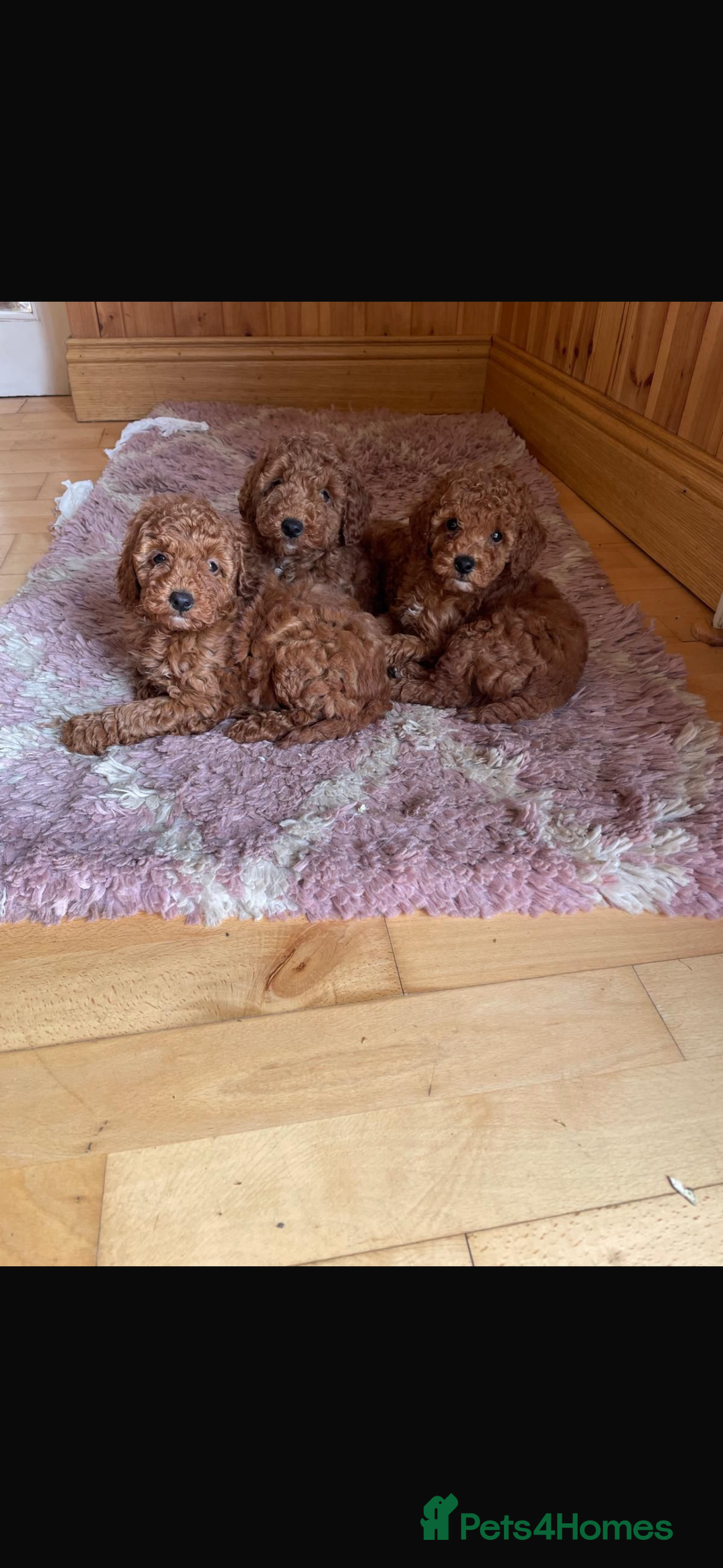 Miniature Poodle dogs for sale: Fox red stunning miniature poodles - Advert 3