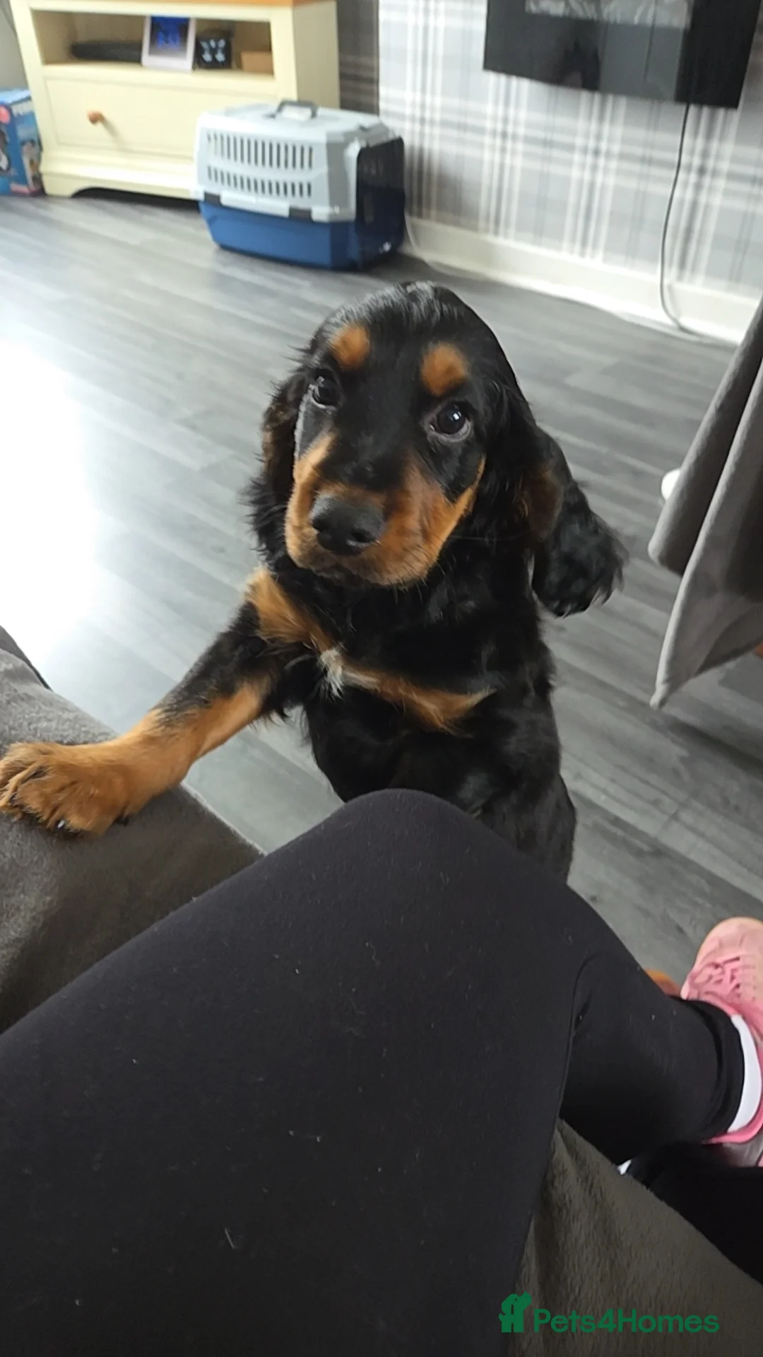 Cocker Spaniel dogs for sale: Cocker spaniel pups - Advert 2