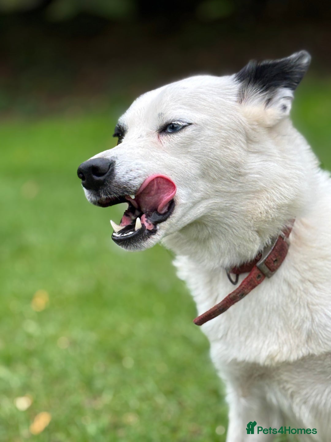 Border Collie dogs for sale: Border collies puppies - Image 18
