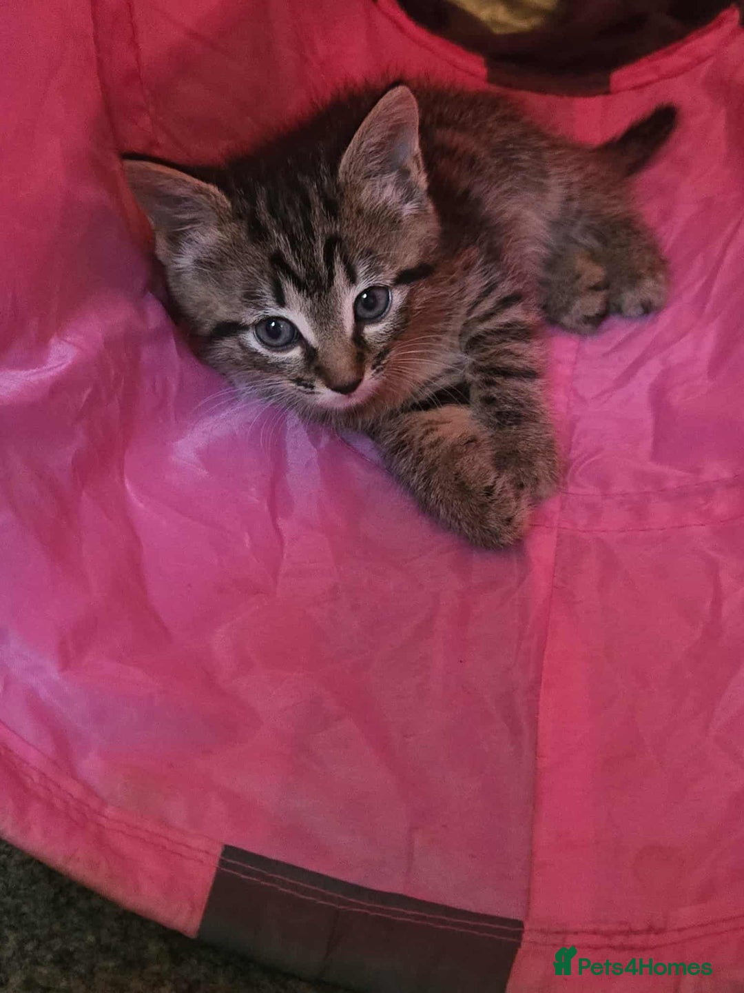 British Longhair cats for sale: Longhair kittens - Image 4