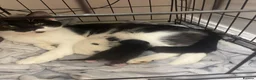 Domestic Shorthair cats for sale: 2 beautiful kittens - Advert 3