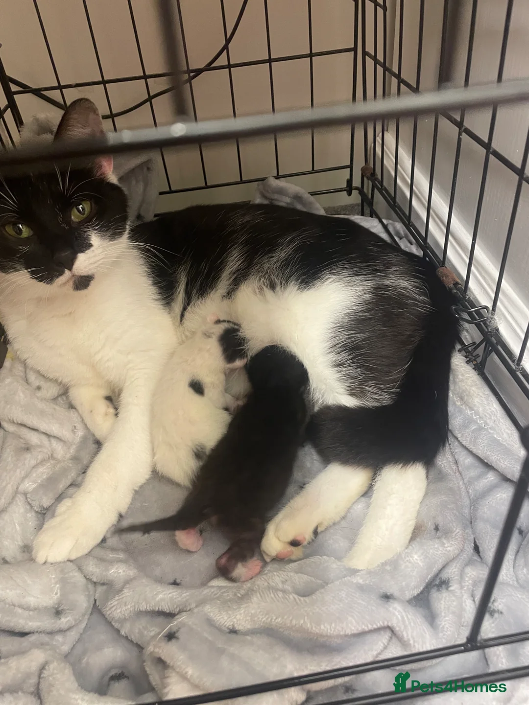 Domestic Shorthair cats for sale: 2 beautiful kittens - Advert 3