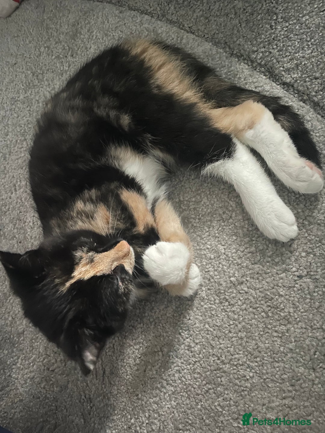 Mixed Breed cats for sale: Two mixed breed kittens - Advert 4