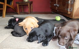 Labrador Retriever dogs for sale: Labrador Pupsfor Sale – Yellow, Chocolate, Black  - Image 3