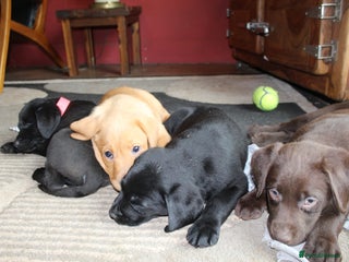 Labrador Retriever dogs - Advert 1