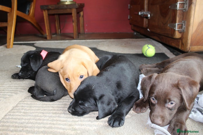 Labrador Retriever dogs - Advert 1