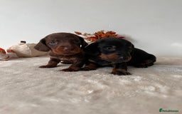 Dachshund dogs for sale: Beautiful Standard Dachshund Puppies  - Image 12