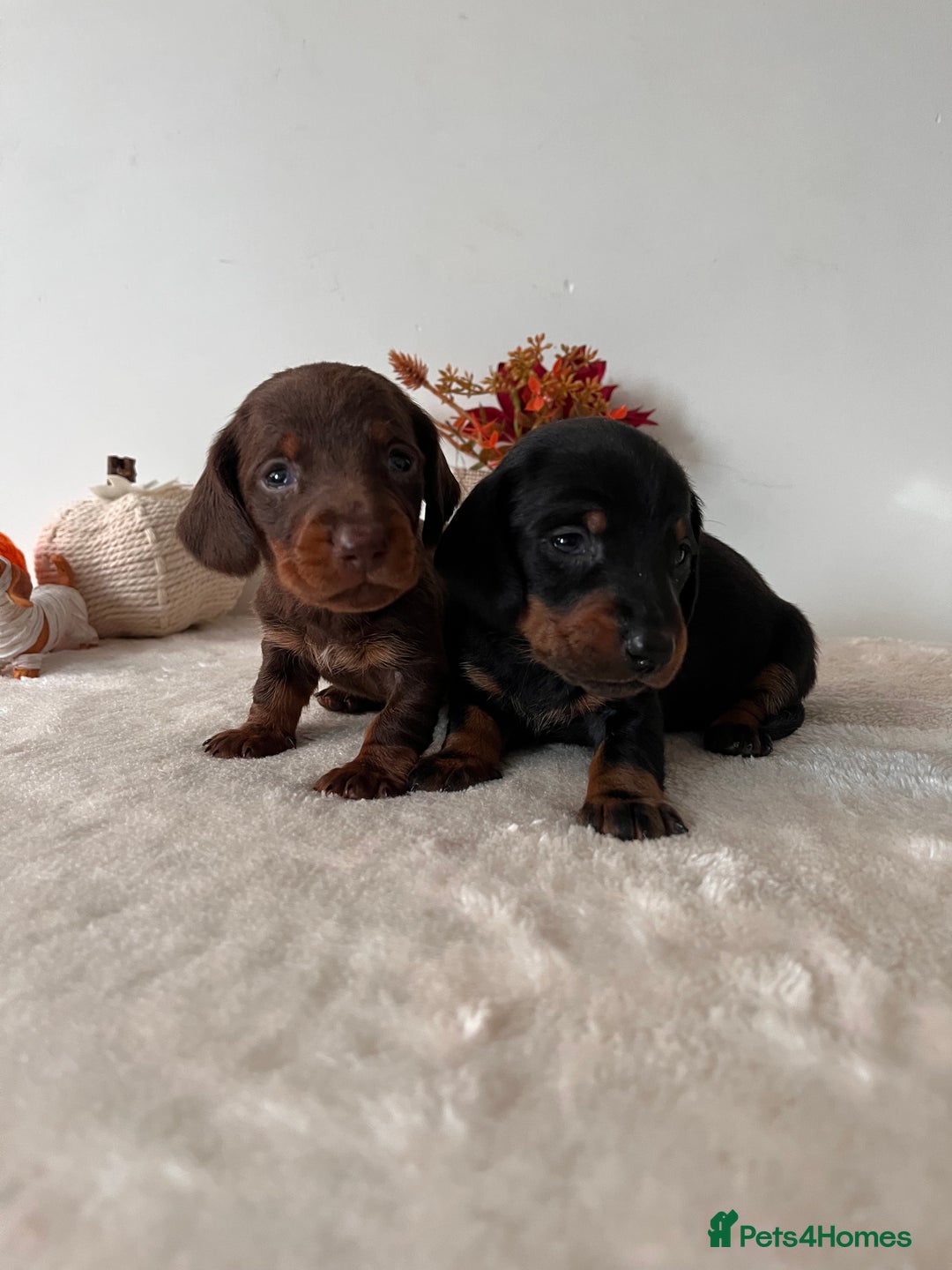 Dachshund dogs for sale: Beautiful Standard Dachshund Puppies  - Image 12