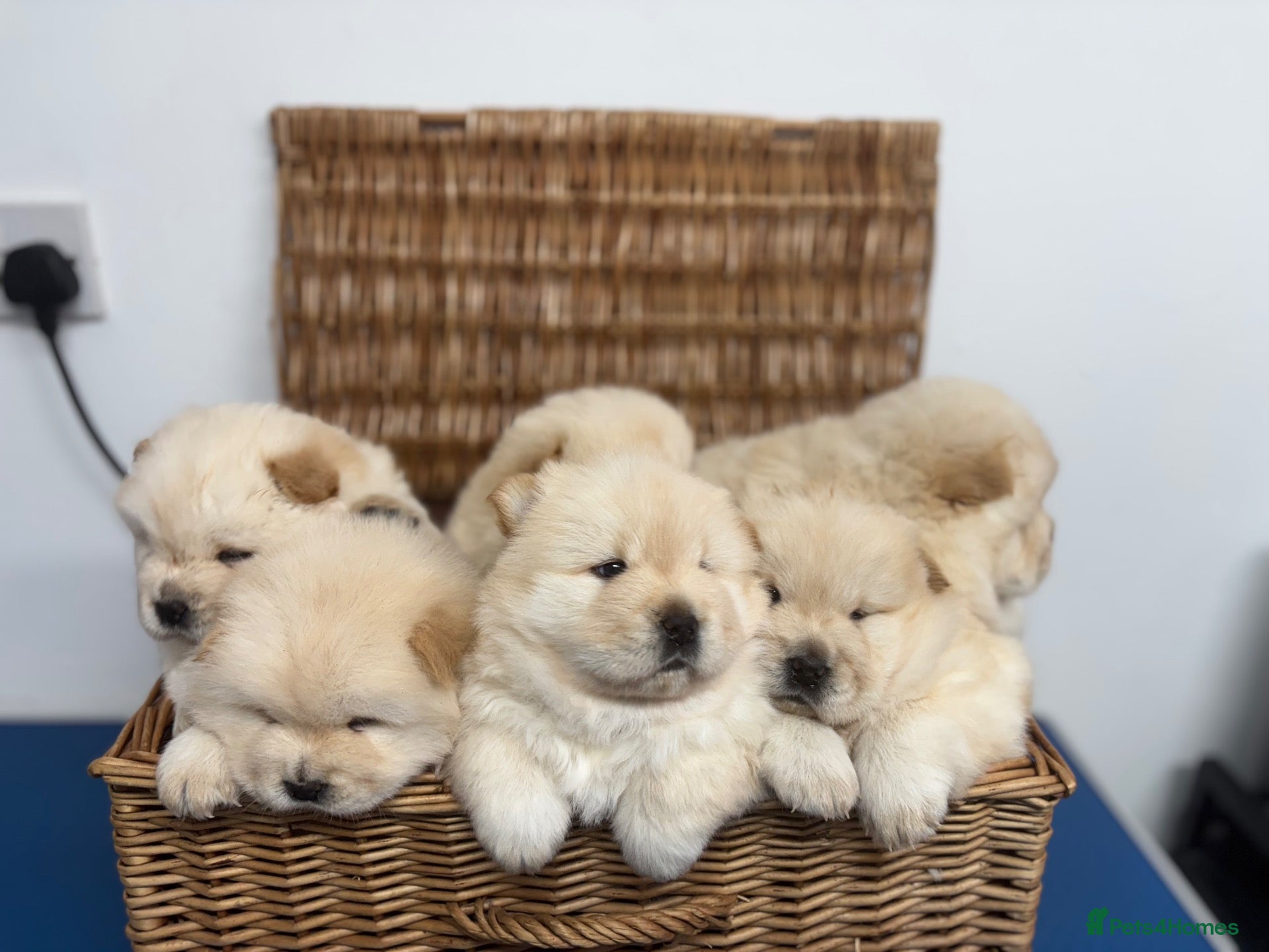 Chow Chow dogs DWKC CHOW CHOW MALE PUPS  - Advert 1