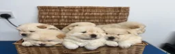 Chow Chow dogs for sale: DWKC CHOW CHOW MALE PUPS  - Advert 1