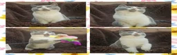 British Shorthair cats for sale: Perfect girl british shorthair kitten - Advert 13