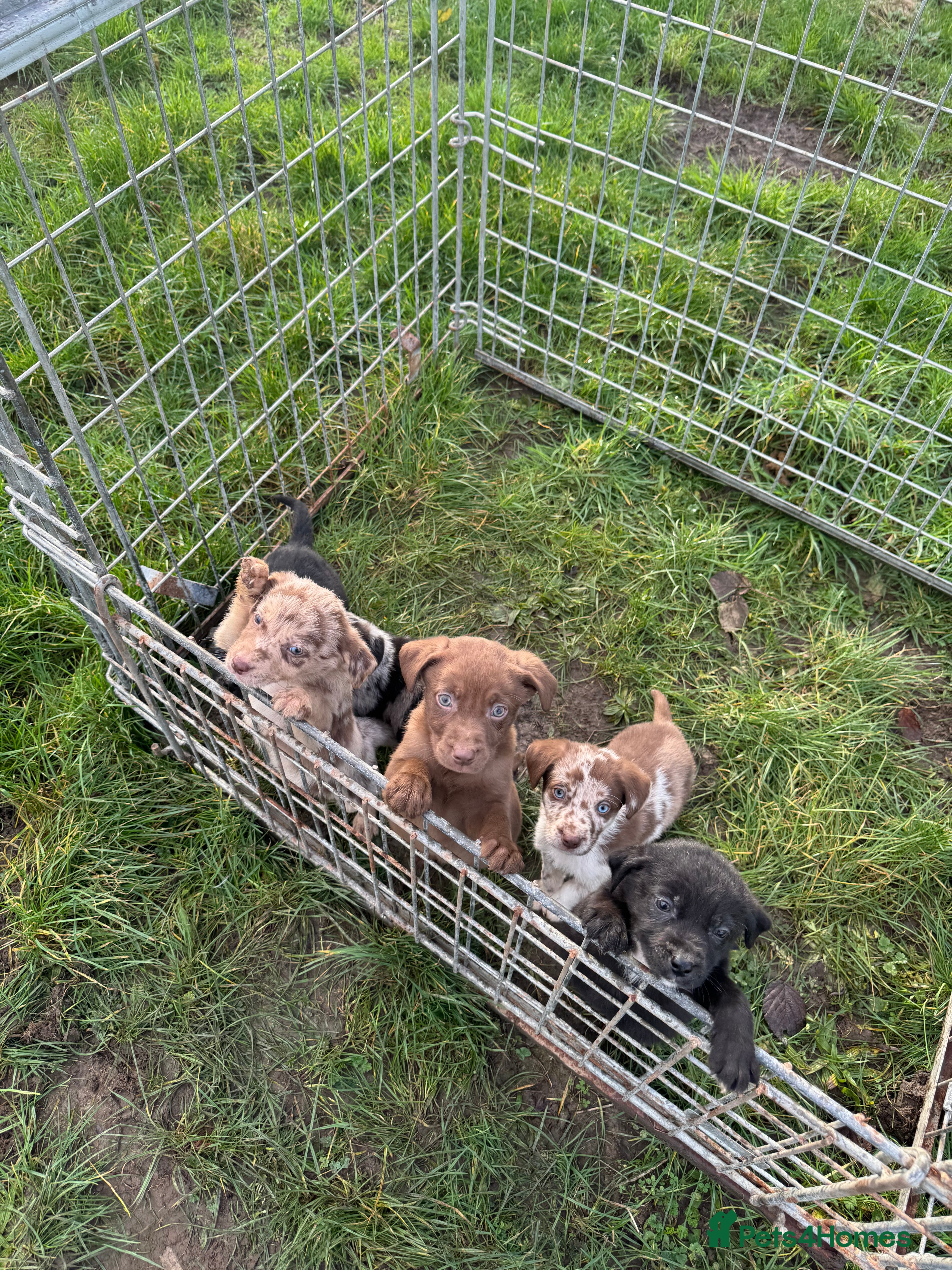 Mixed Breed dogs 🔥 collie x Labrador pups 🔥 - Advert 6