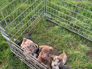 Mixed Breed dogs 🔥 collie x Labrador pups 🔥 - Advert 1