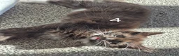 British Longhair cats for sale: Litter of 6 kittens - Advert 21