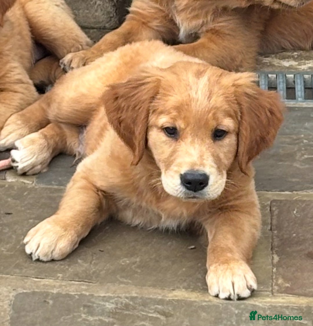 Golden Retriever dogs for sale: Working Golden Retriever - Image 7