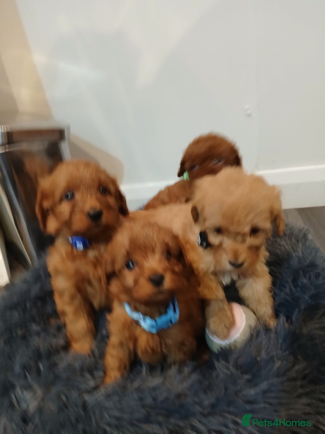 Cockapoo dogs for sale: Stunning red F1B cockapoo puppies  - Advert 9