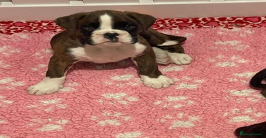 Boxer dogs - Advert 3