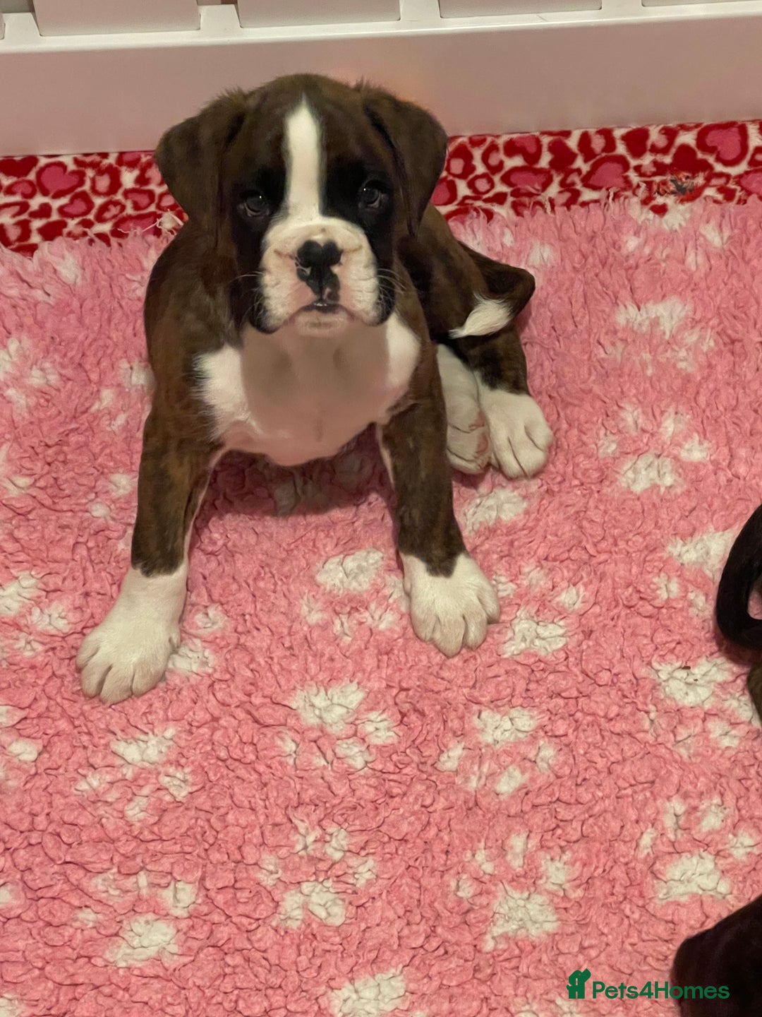 Boxer dogs for sale: Beautiful boxer puppies available  - Image 3