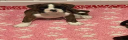 Boxer dogs for sale: Beautiful boxer puppies available  - Advert 3