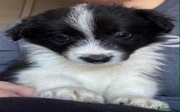 Border Collie dogs for sale: Stunning Border Collie Puppies- merle, b&w - Image 7