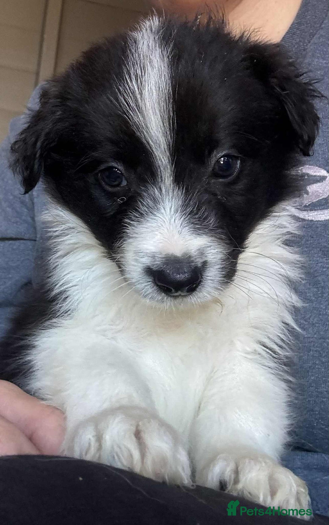 Border Collie dogs for sale: Stunning Border Collie Puppies- merle, b&w - Image 7