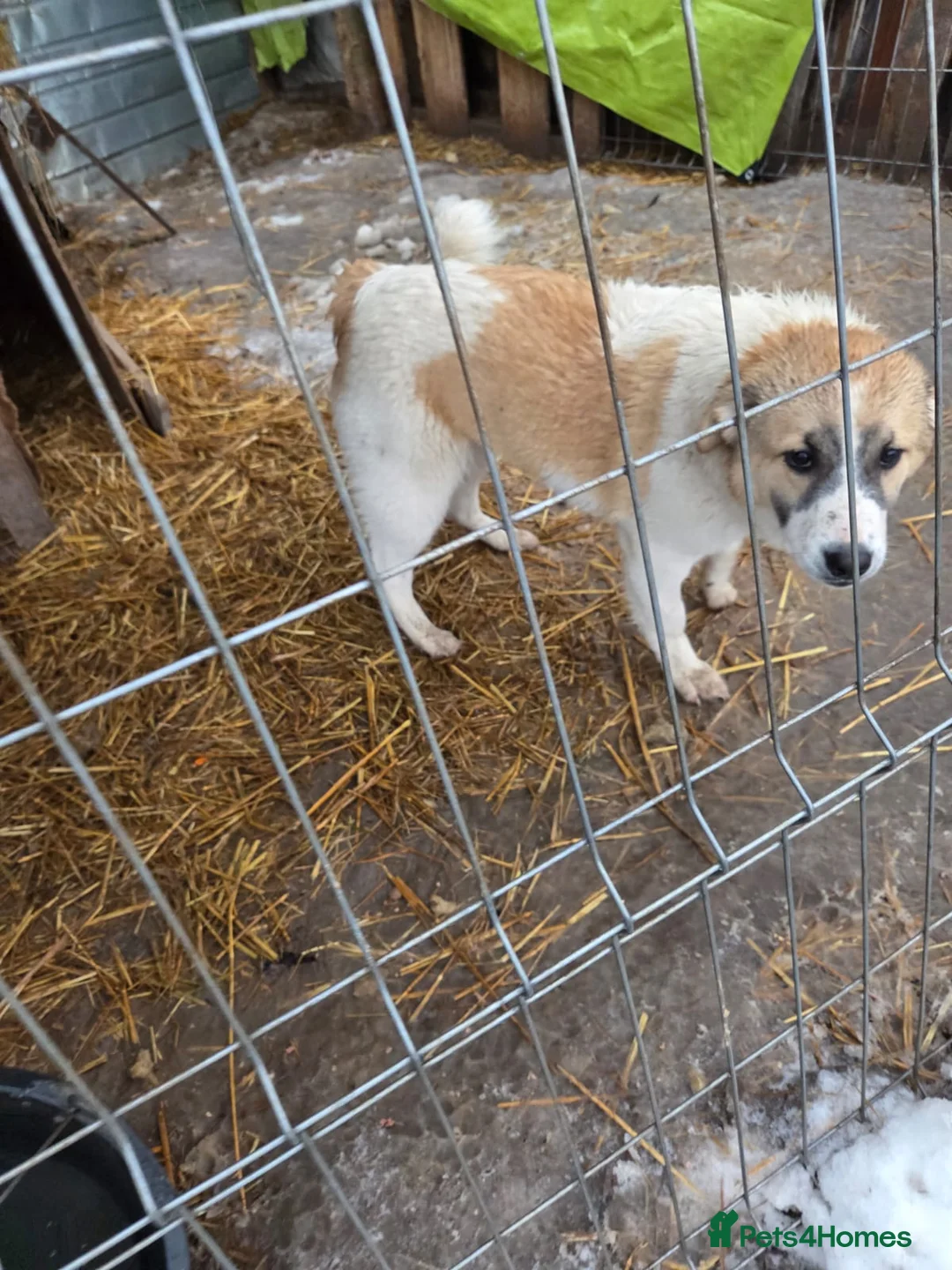 Mixed Breed dogs for adoption: LiA – Gentle, Observant & Full of Heart 💛🐾 - Advert 2