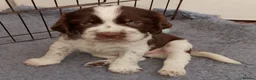 English Springer Spaniel dogs for sale: Show Bred English Springers  - Advert 4