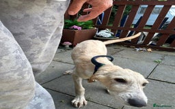 Mixed Breed dogs for adoption: Meatball - Norwich Norfolk  - Image 8