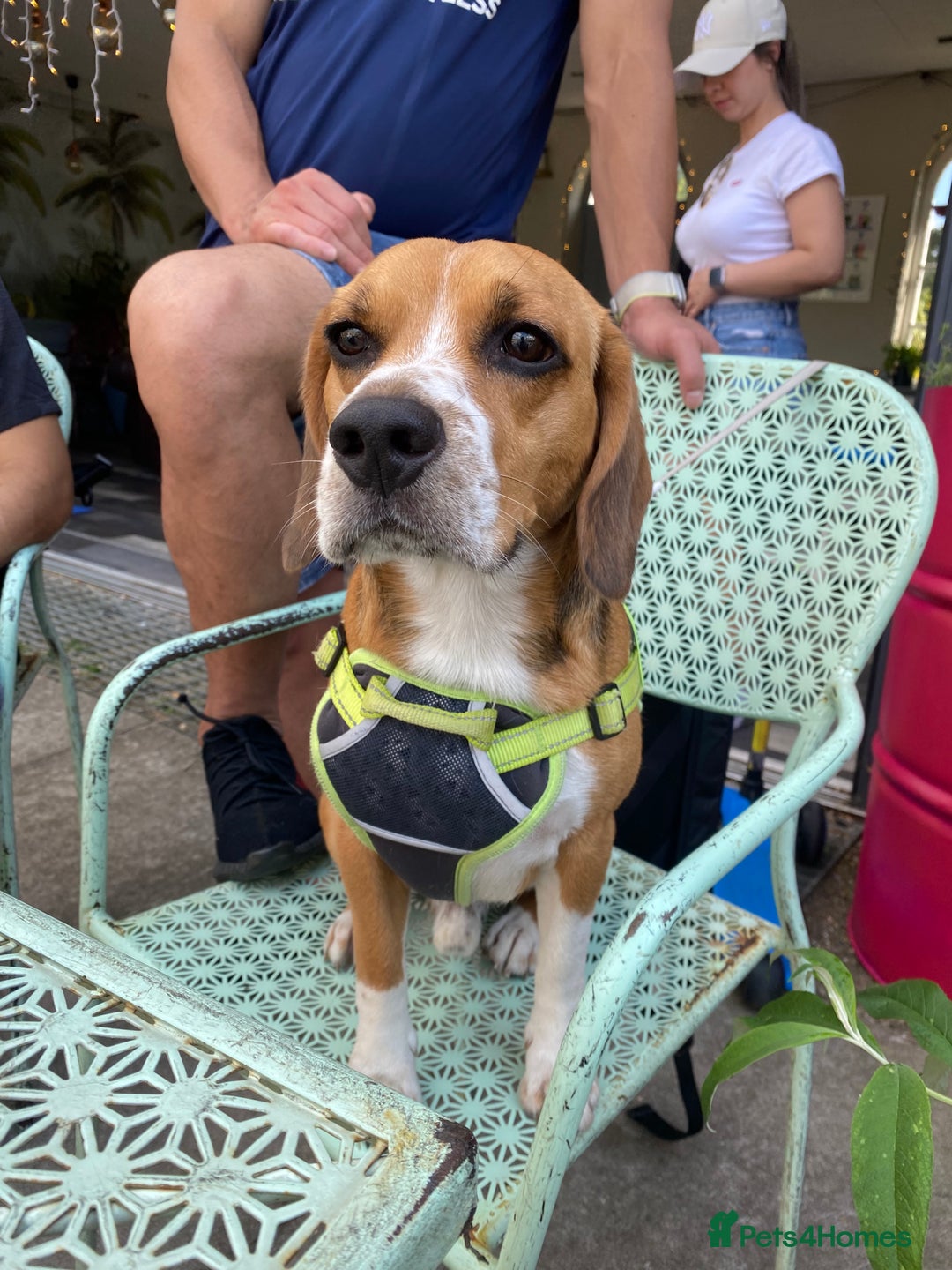 Beagle dogs for stud: Thor  in London - Image 2
