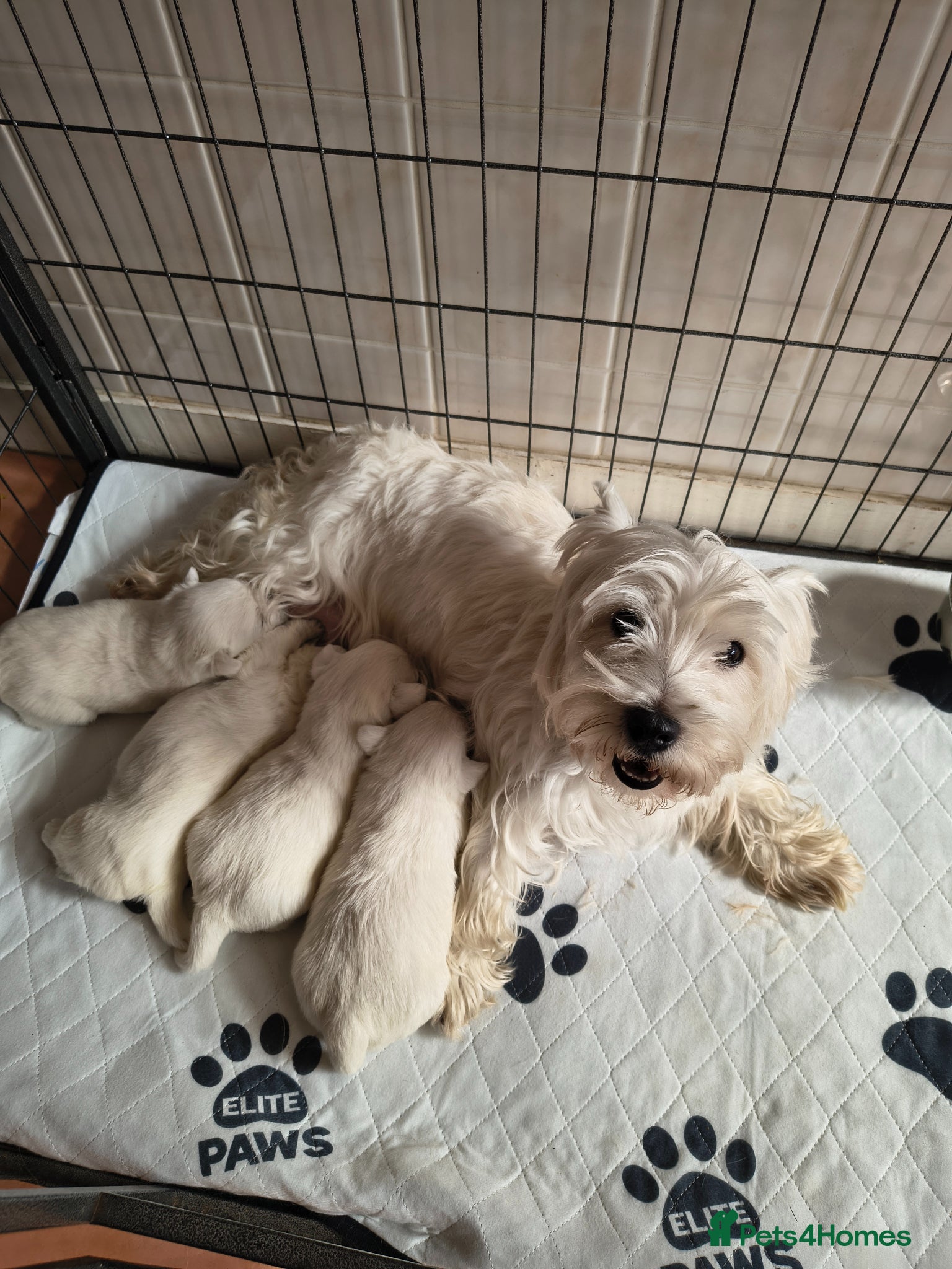 West Highland Terrier dogs Beautiful healthy litter of westie puppies  - Advert 7
