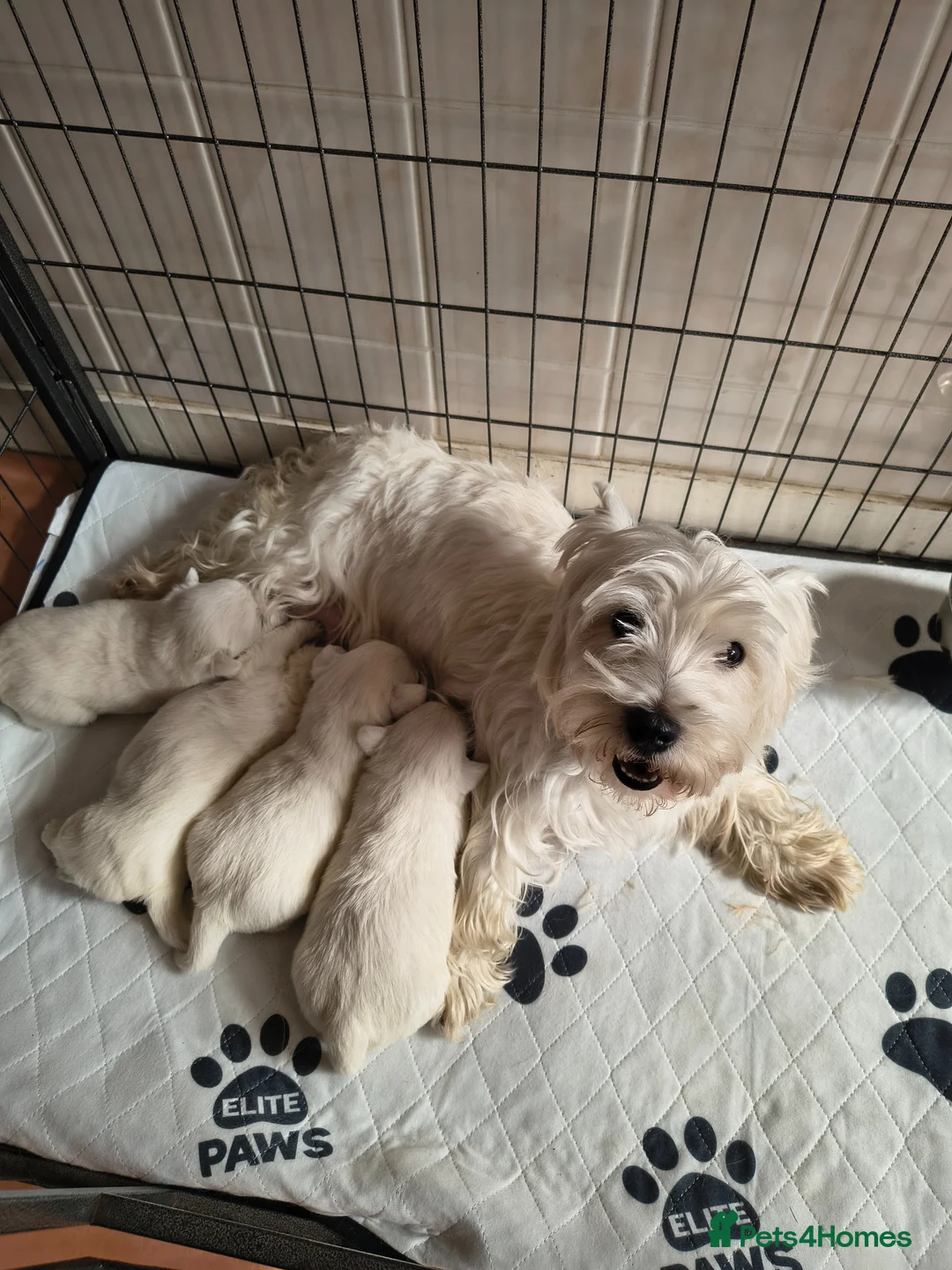 West Highland Terrier dogs for sale: Beautiful healthy litter of westie puppies  - Advert 1
