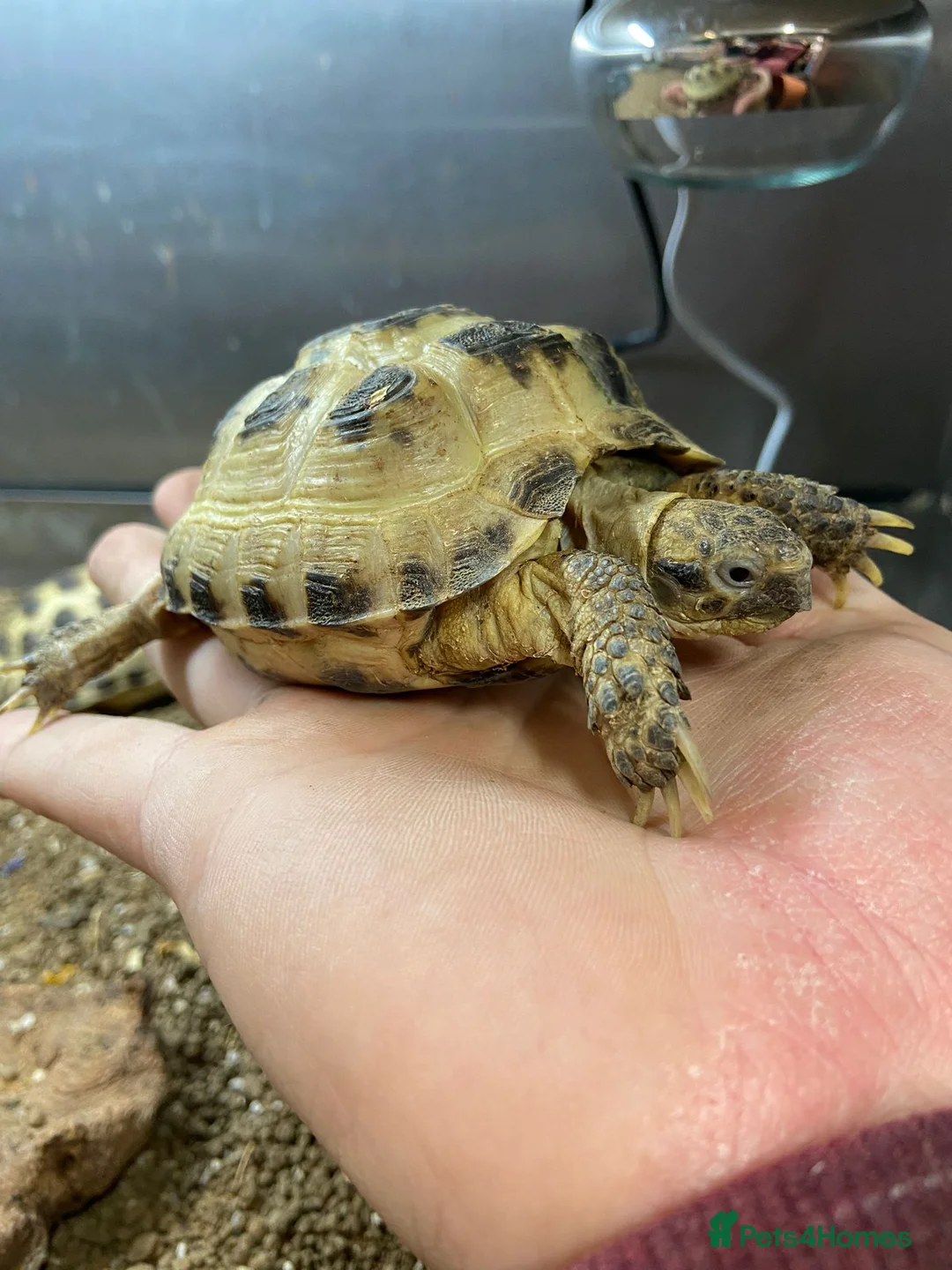 Tortoise reptiles for sale: Young Tortoises Available  - Advert 1