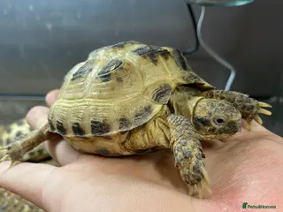 Tortoise reptiles for sale: Young Tortoises Available - Advert 3