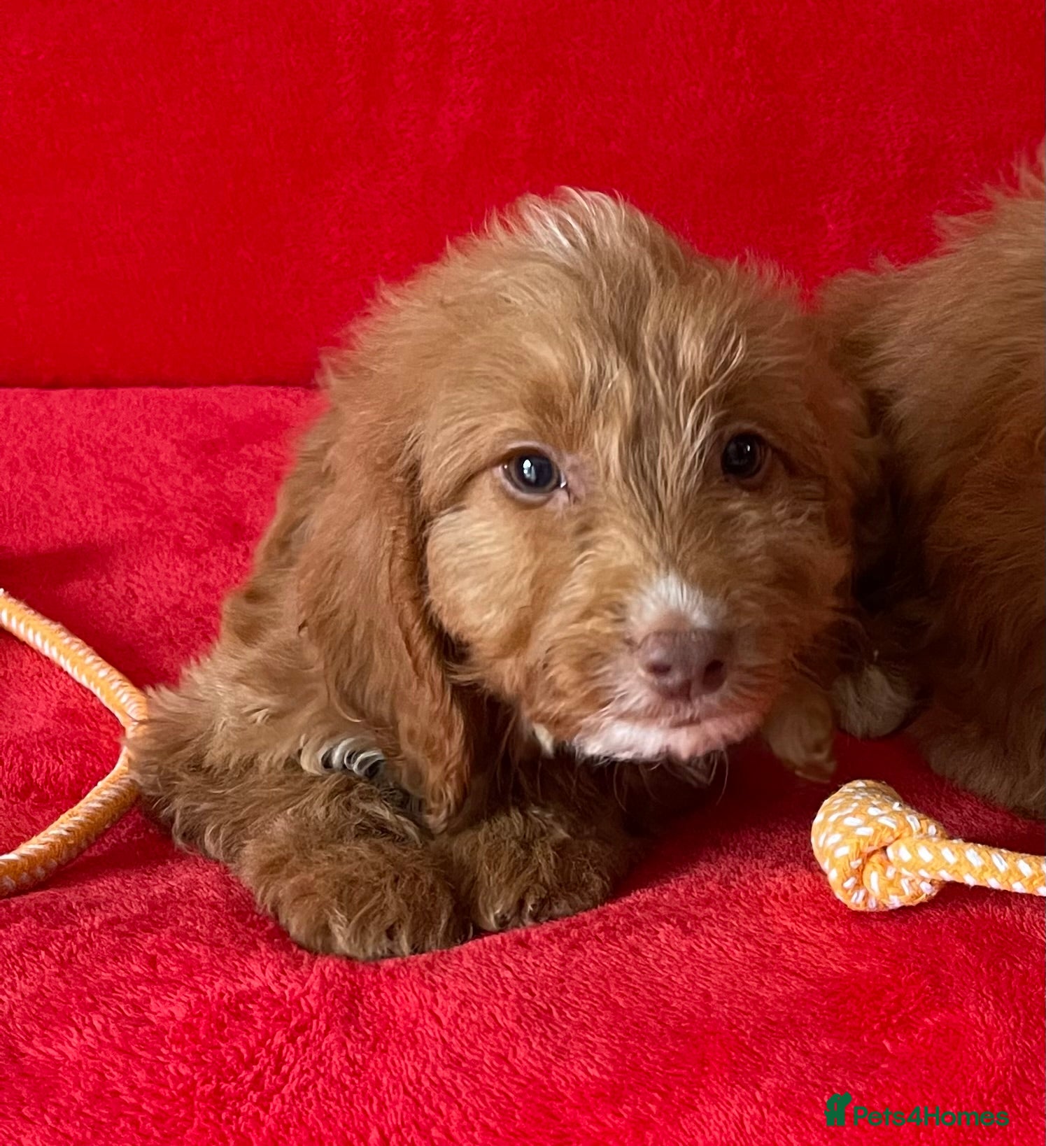 Cockapoo dogs Beautiful F1 cockerpoo pups NOW READY - Advert 1